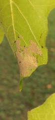 Insecta