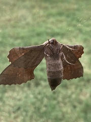 Amorpha juglandis