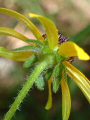 Rudbeckia missouriensis