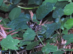 Thespieus aspernatus