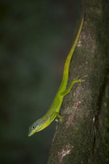 Anolis roquet
