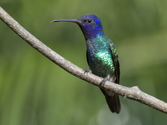 Chrysuronia oenone
