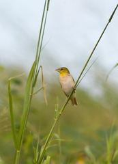Ploceus cucullatus