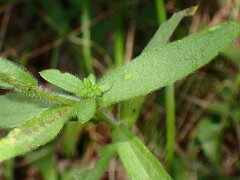 Rudbeckia missouriensis
