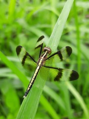 Neurothemis tullia