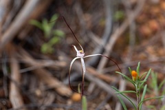 Caladenia varians