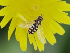 Eupeodes corollae