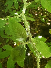 Grylloprociphilus imbricator