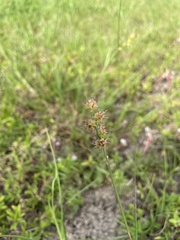 Cenchrus longispinus