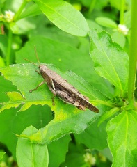 Acrididae