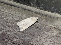 Caradrina montana