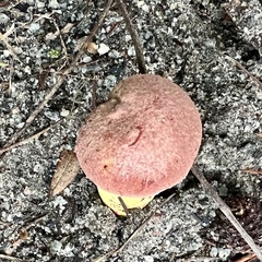 Pulchroboletus rubricitrinus