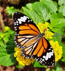 Danaus genutia