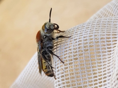 Radumeris radula