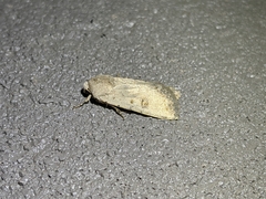 Caradrina montana