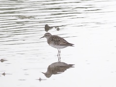 Calidris subminuta