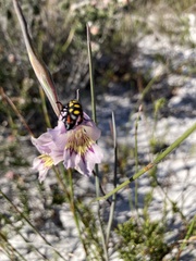 Gladiolus carinatus