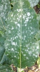 Erysiphaceae