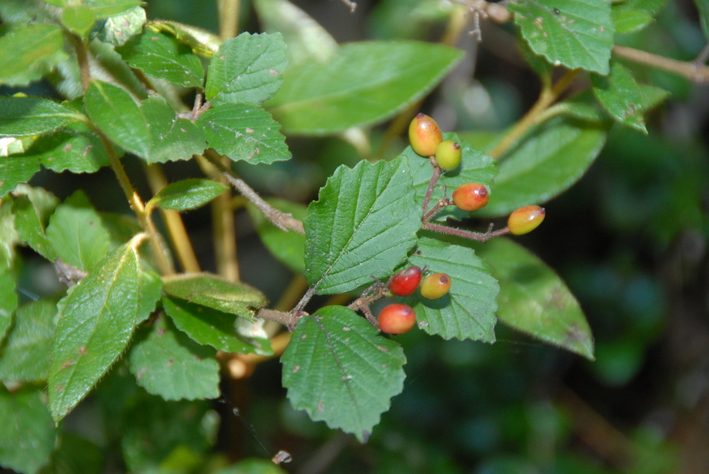 Viburnum parvifolium