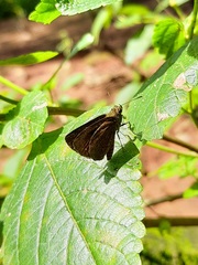 Hesperiinae
