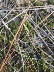 Pyxidanthera barbulata