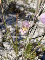 Gladiolus carinatus