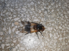 Volucella pellucens
