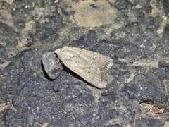 Caradrina montana