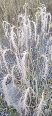 Elymus sibiricus
