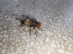 Volucella pellucens