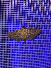 Herpetogramma thestealis