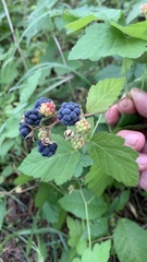 Rubus caesius