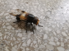 Volucella pellucens