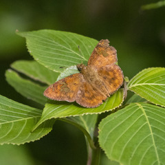 Pseudocoladenia dan