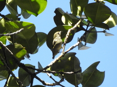 Dicaeum trigonostigma