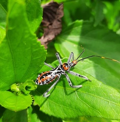 Harpactorini