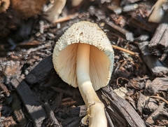 Leucocoprinus cepistipes