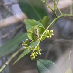 Lymantriinae