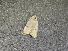 Caradrina montana