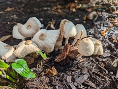 Leucocoprinus cepistipes