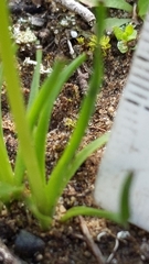 Diuris palustris