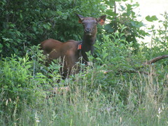 Cervus canadensis canadensis