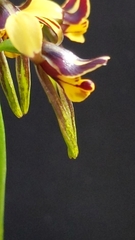 Diuris palustris
