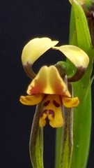 Diuris palustris