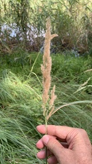 Calamagrostis epigejos