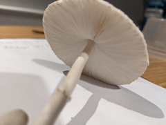 Leucocoprinus cepistipes