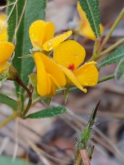 Podolobium scandens