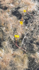 Utricularia
