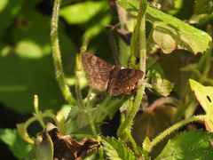 Pyrginae