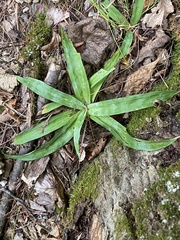 Carex platyphylla